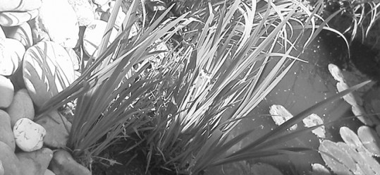 Gartenpflege
